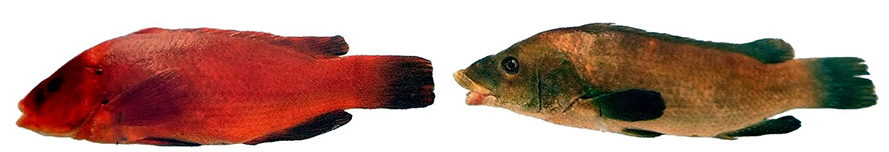 Labrus bergylta_06